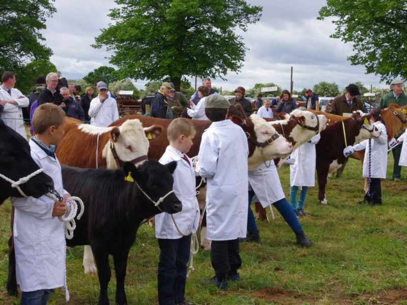 South Suffolk Show