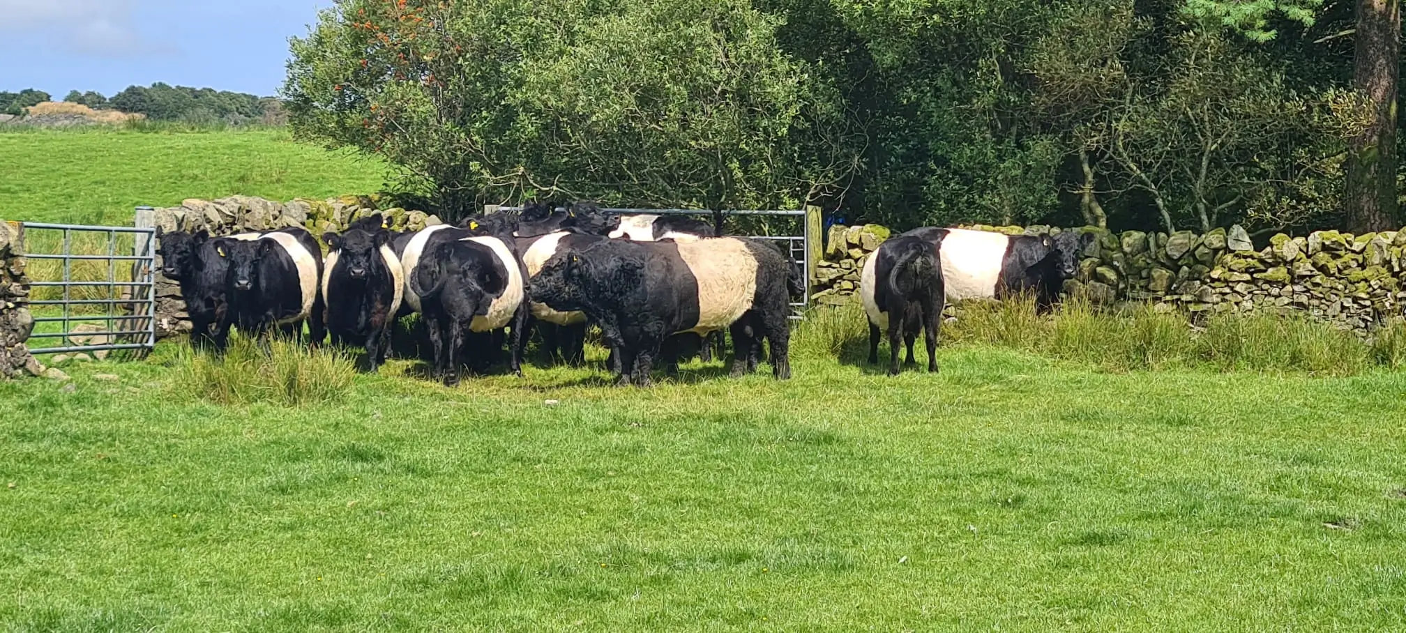 Open day at Larghill, Crocketford, Dumfries