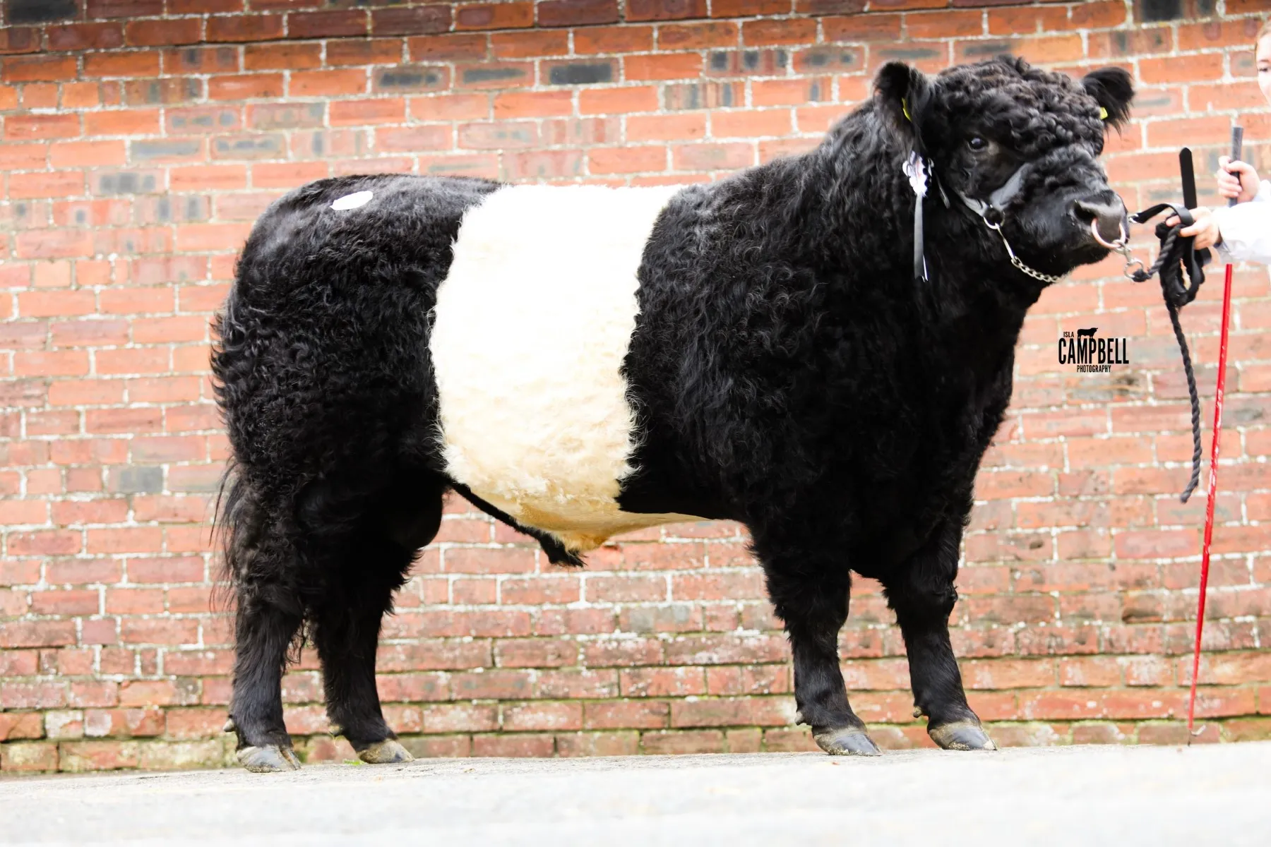 Belted Galloway & White Galloway Sale, Wallets Marts, Castle Douglas