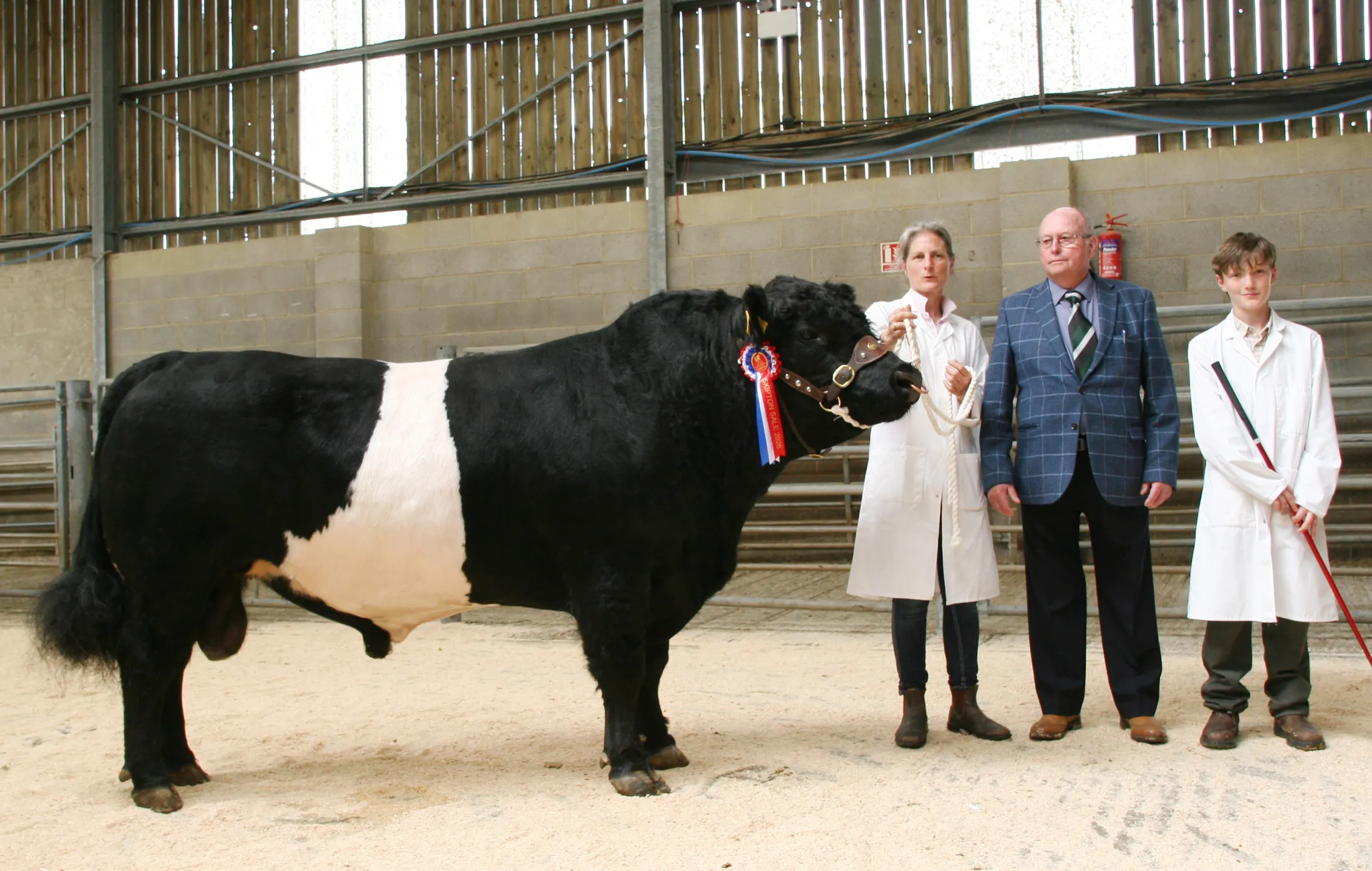 Barwise bull stands supreme and 6,000gns top at annual CCM Skipton Belted Galloway highlight