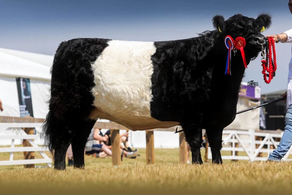 GREAT YORKSHIRE SHOW REPORT