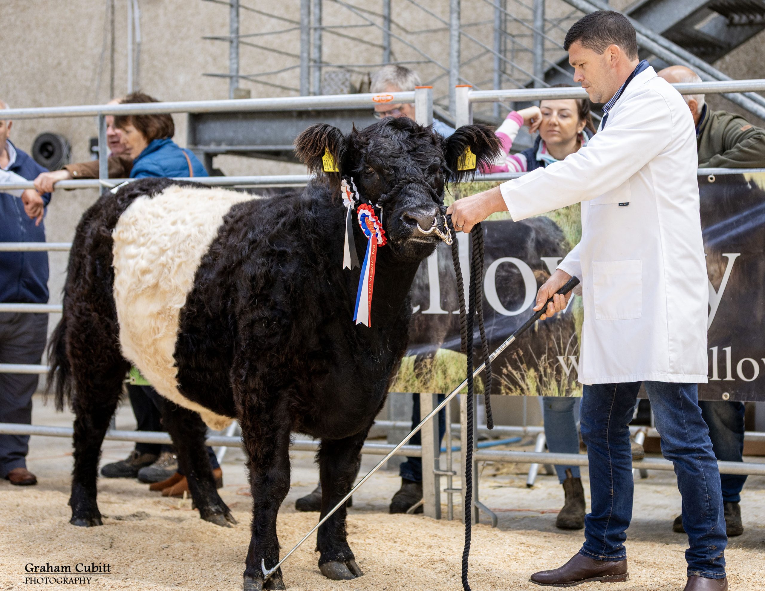 Belted Galloway & White Galloway Sale – Ballymena Mart – Northern Ireland